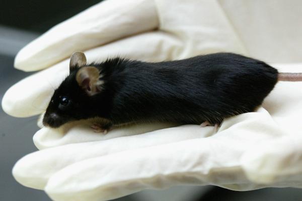 photo of Virtual reality for mice teaches scientists about navigation image