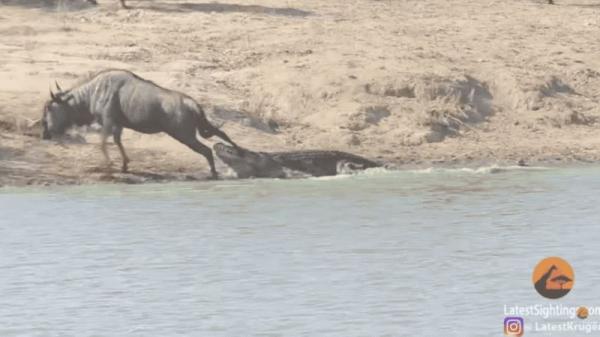 photo of Terrifying Video Shows Hippos Rescuing a Wildebeest From the Jaws of a Crocodile image