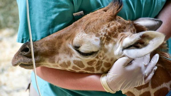 photo of Julius the Giraffe Has Died After One Month on This Godforsaken Planet  image
