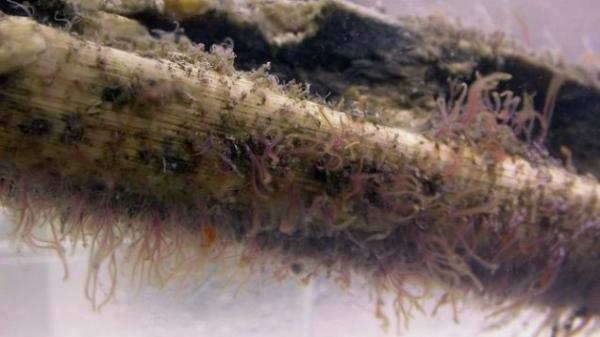 photo of Zombie Worms Feasted On The Bones of Ancient Marine Reptiles image
