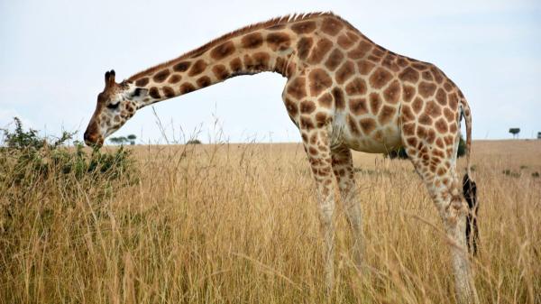 The War on Poaching Has Gone Full Tech…