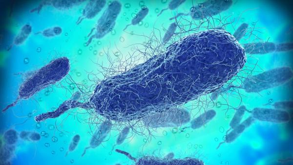 photo of Flesh-Eating Bacteria Have Already Killed Four People in Florida This Year image