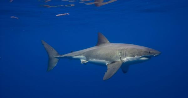 Great White Sharks Have Been in the&hellip;
