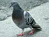 photo of Pigeon-powered internet packet goes under the hammer at Christie's image
