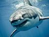 Megalodon chums the waters in 5.5K+&hellip;