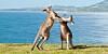 Australia investigating five social&hellip;