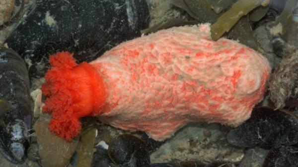 photo of Zombie Chunks of Sea Cucumber Refuse to Die, Raising Questions About What It Means to Live Forever image