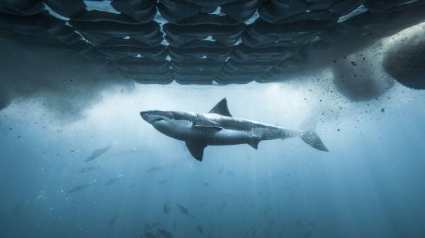 photo of There's a sneaky way to watch Shark Week 2026 for free image