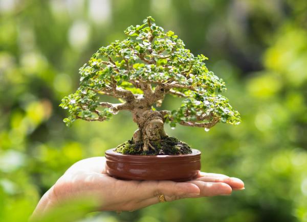 photo of I ran the tiny Bonsai model on my tiny GPU. Here’s how it performed image
