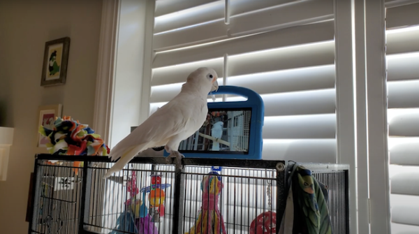 photo of Parrots in captivity seem to enjoy video-chatting with their friends on Messenger image