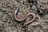 Worm rubs out competitor's malware, then&hellip;