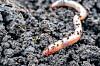 Shai-Hulud copycat worm infects yet&hellip;