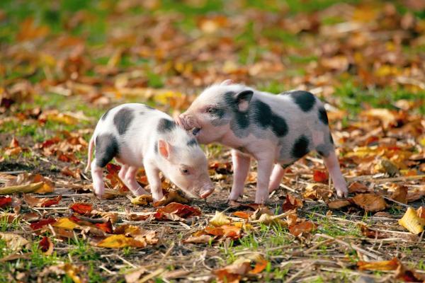 photo of Pigs can't fly but they might be able to talk thanks to AI translators image