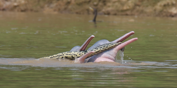 photo of 2 male dolphins were seen playing with an anaconda while sexually aroused in a perplexing encounter captured by… image