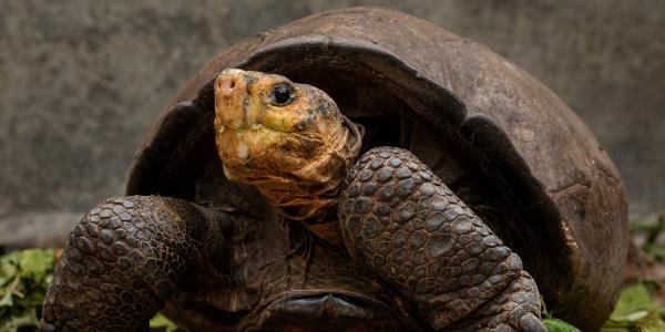 Galapagos 'fantastic giant tortoise' was believed to be extinct for 100 years — until the discovery of a lone…