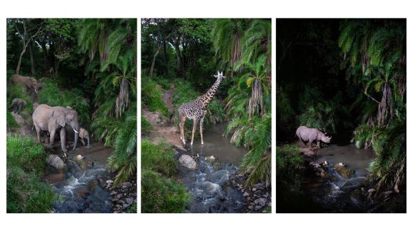 'For nocturnal creatures, there's&hellip;