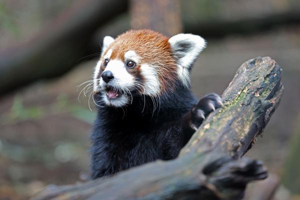 Nashville Zoo leads fight against mega…