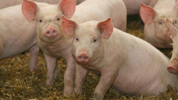 photo of Scientists Just Revived Pig Kidneys Frozen for a Year. It Could Rewrite the Future of Organ Transplants image