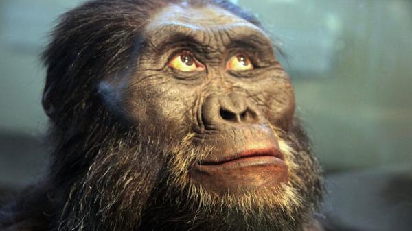 Bigfoot-Like Ancient Apes Might Have…