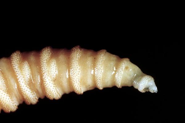 Flesh-eating screwworms feast on humans in Mexico; human…