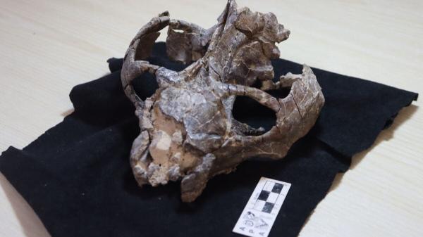 This 236-Million-Year-Old Fossil Just…