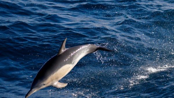 photo of Australia Confirms Its First Known Bird Flu Death in a Dolphin image