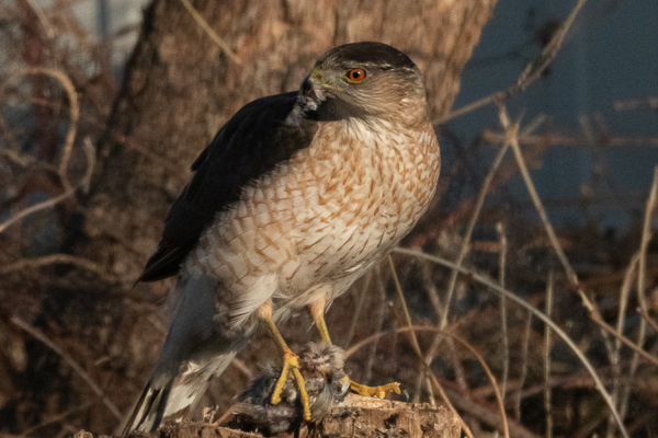 photo of This Hawk Figured Out Traffic Signals to Ambush Its Prey image