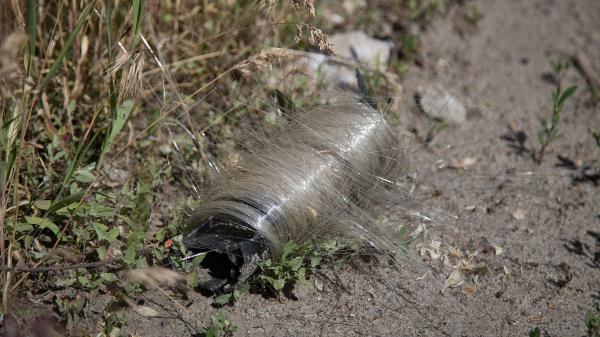 Ukraine’s birds adapt to battlefield&hellip;