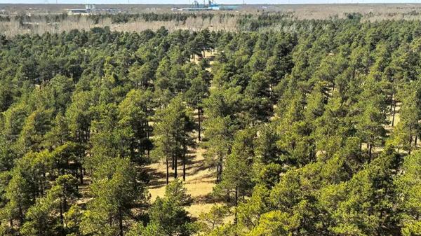 China Is Trying to Grow New Forests in&hellip;