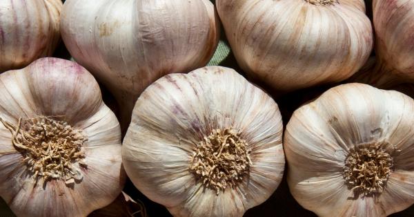Why Garlic Repels Mosquitoes and Keeps…