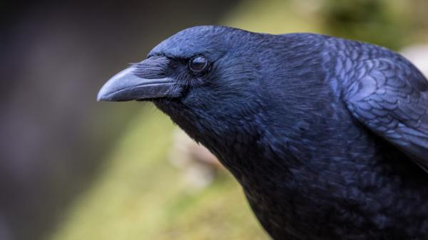 photo of Crows can evaluate visual info twice as fast as mammals image