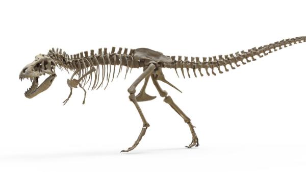 T. rex teeth indicate it ran as warm as…