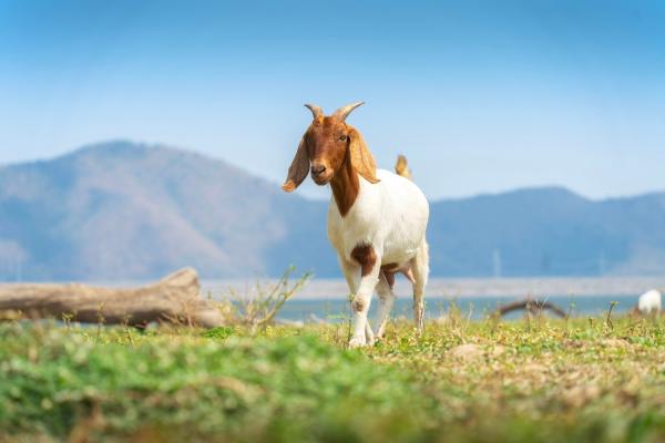 photo of Scientists Are Testing AI That Could Detect Pain in Goats Just By Their Facial Expressions image