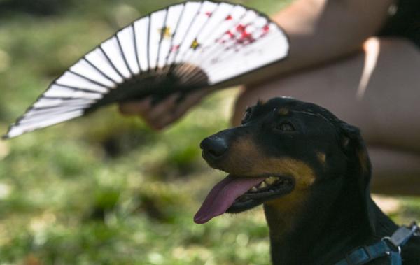 photo of They call it stupid hot for a reason: Heat muddles animal brains image