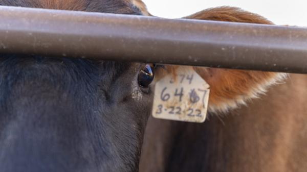 H5N1 testing in cow veterinarians…