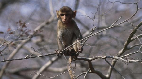 photo of 43 research monkeys on the lam still “playfully exploring,“ police say image