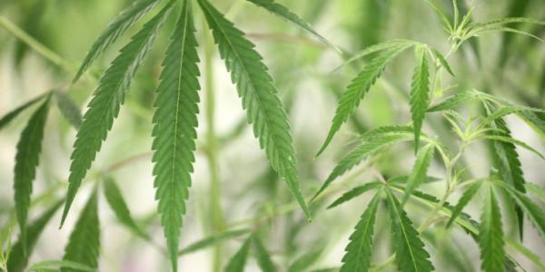 DEA to reclassify marijuana as a…
