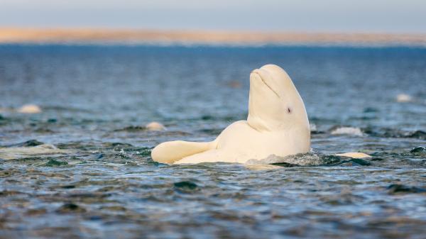 photo of Whatever the mirror test tells us, beluga whales pass it image