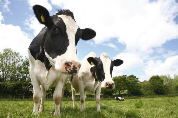 photo of As bird flu rages through California cows, possible human case identified image