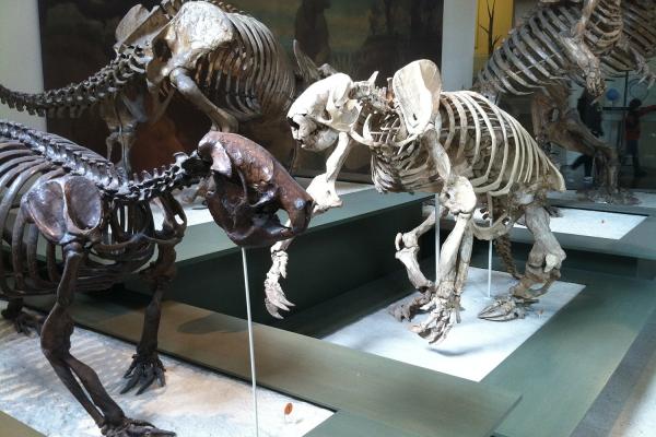photo of Why Ancient Sloths Became the Size of Elephants—and Then Vanished image