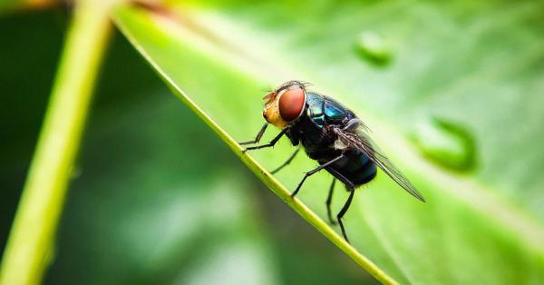 The US Has a Plan to Combat Screwworm.&hellip;