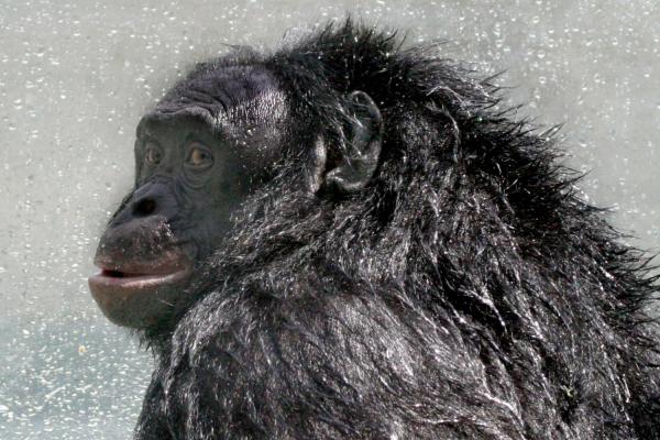 photo of RIP Kanzi, the Bonobo Who Mastered Language and Minecraft image