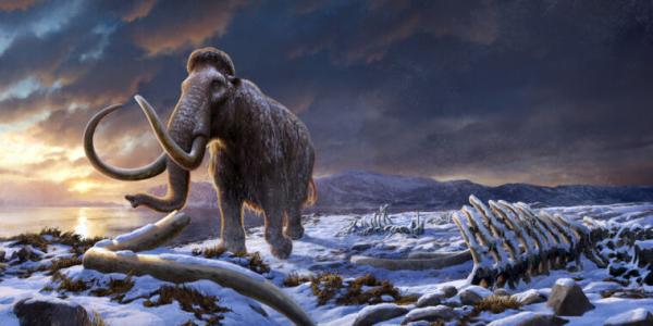 photo of Last population of mammoths survived a severe population bottleneck image