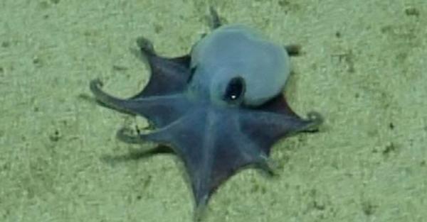 A New Species of Tiny Octopus Was&hellip;