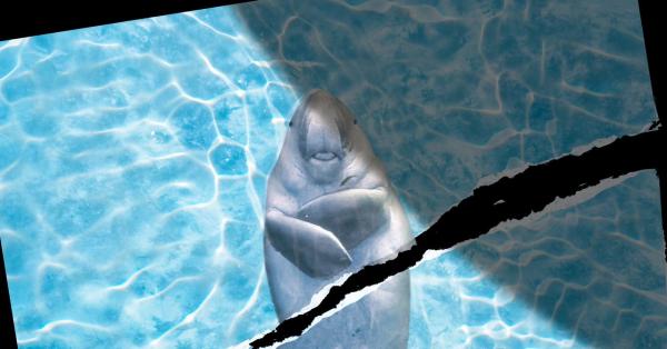 photo of Marine Animals in the Strait of Hormuz Don’t Get a Ceasefire image