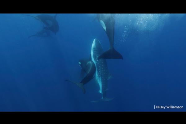 An Orca Pod Off Mexico Has Learned to…