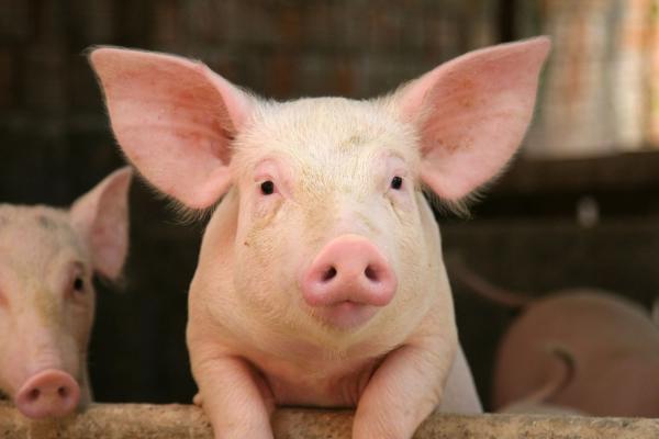 INTERPOL says we should rename pig…