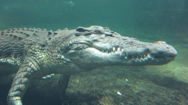 Crocodiles Evolved Backwards From Warm-Blooded Species to&hellip;