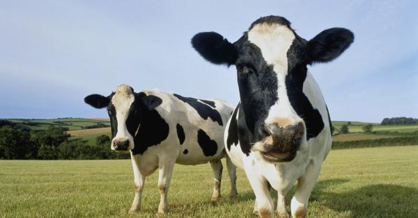 photo of America’s Dairy Farms Have Vanished image