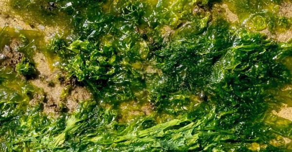 photo of This Goopy Seaweed Slurry Could Make Its Way Into Everything You Eat and Wear image